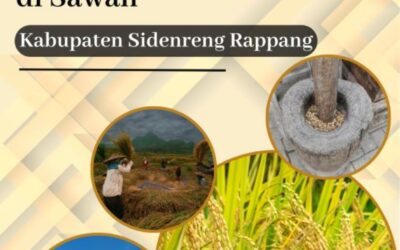 Kegiatan dan Alat Pertanian Tradisional di Sawah Kabupaten Sidenreng Rappang